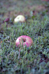 apple in the grass
