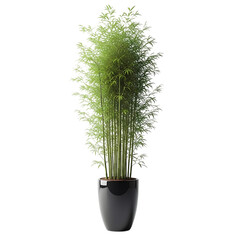 A tall green bamboo plant in a glossy black pot, isolated on transparent background, symbolizing nature, growth, and tranquility