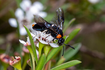 Sawfly Resting on Green Leaf and Blossom