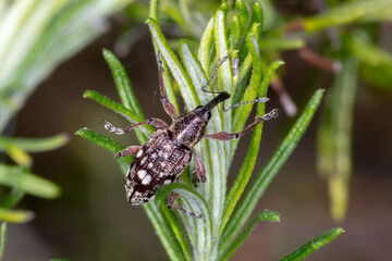 Weevil with Long Snout on Green Native Plant