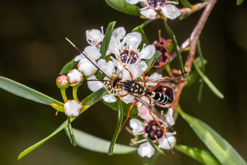 Close detail of parasitic wasp wings and body