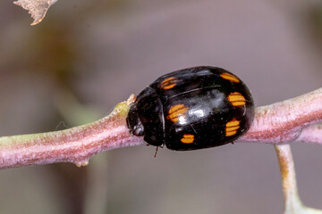 Leaf beetle closeup showing shiny black elytra
