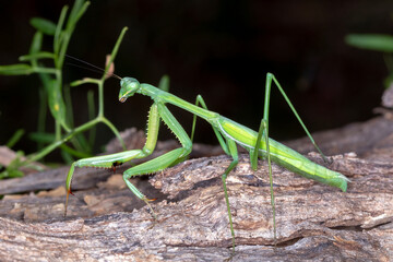 Green praying mantis standing alert on wood surface