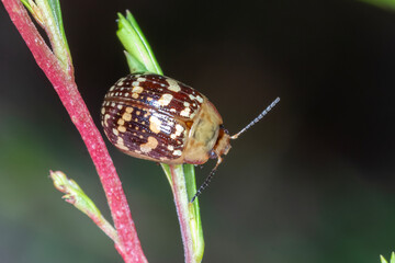 Tortoise Beetle with Spotted Shell on Plant Stem