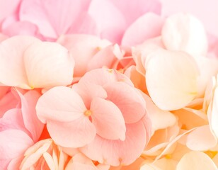 Soft, pastel flower petals