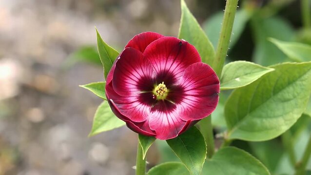 captivating macro time lapse 4k of a beautiful red dipladenia flower blooming slowly against green foliage background ideal romantic backdrop holidays birthdays or love themed projects with vibrant