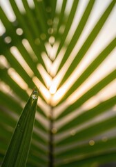 Morning Dewdrop on Green Leaf with Sunburst