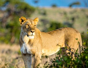 Lioness in African savanna