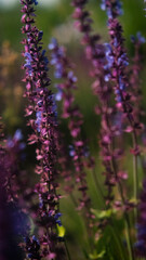 Salvia nemorosa. Bright lilac flowers grow in a greenhouse at a plant nursery.