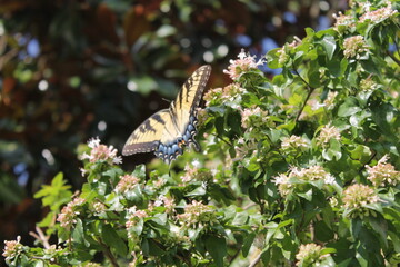Eastern Tiger Swallow-tail Butterfly spotted in Georgia