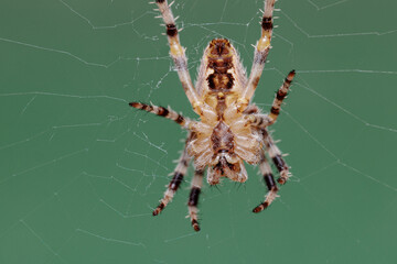 Macro Close-Up of Orb-Weaver Spider Hanging in Web Against Green Background