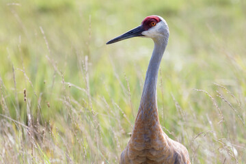Sandhill Crane Standing in Tall Grass with Sunlit Background