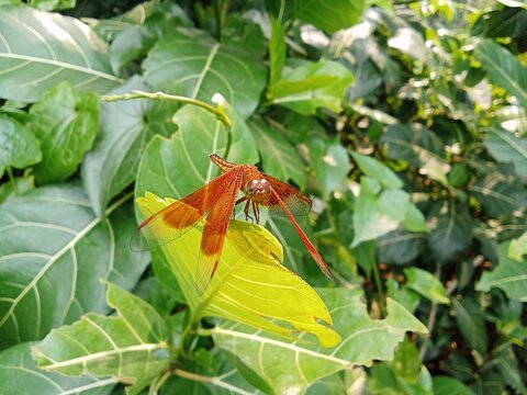 A dragonfly is a flying insect belonging to the infraorder anisoptera below the order odonata
