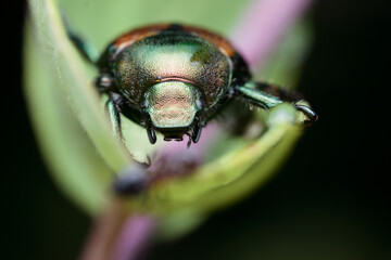 Macro Close-Up of a Metallic Green Japanese Beetle on Curved Leaf