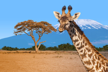 Giraffe standing on African savanna with acacia tree and Mount Kilimanjaro in background under blue sky. Activity: Wildlife, Safari in Kenya, African Animals, Travel in Kenya.