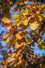 Autumnal colours of oak tree in Kampinos Forest in Poland