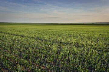 Fototapeta premium Rural landscape near Rabensburg village in Austria