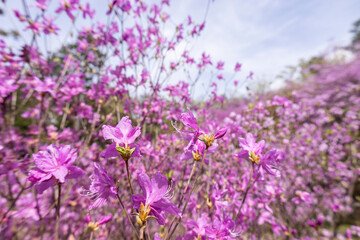 Fototapeta premium Rhododendron dilatatum in the garden