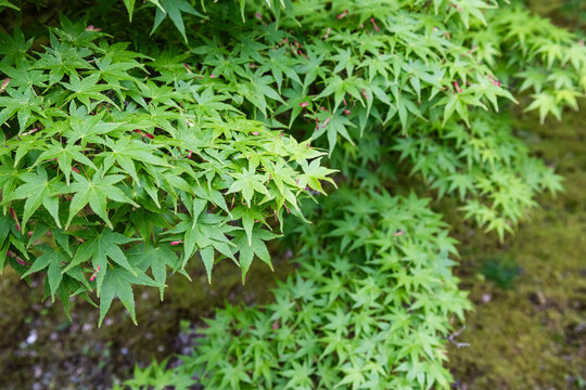 Green Japanese momiji in the summer in Japan