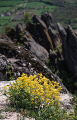 yellow flowers on the rock 