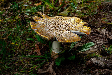 Pretty golden hat mushroom in the natural park.