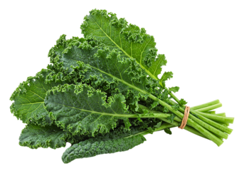 Bunch of fresh green lacinato kale leaves tied with a rubber band isolated on transparent background