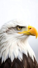 Fototapeta premium Close-up of an eagle's head