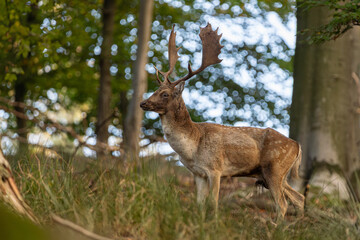 Fallow deer