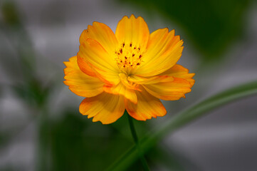 This macro photograph features a vibrant yellow and orange cosmos flower in sharp detail against a softly blurred background. The image highlights the delicate texture of the petals.