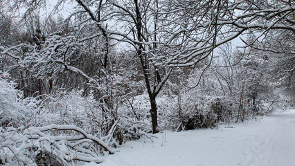 Snow-covered trees line a tranquil path in a winter wonderland during a quiet afternoon