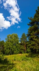Fototapeta premium Lush forest landscape under a partly cloudy sky