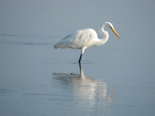 A beautiful egret in the shallows