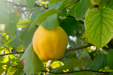 Branch with abundance of juicy quinces hanging