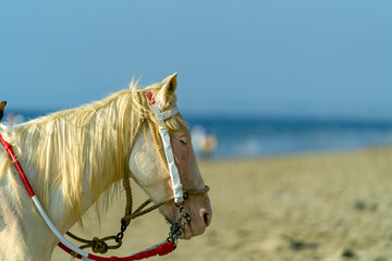White horse wearing bridle standing on sandy beach near ocean