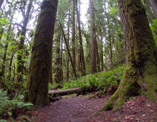 Obraz premium Lush forest path (4)