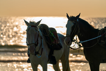 Two horses standing on beach at sunset with saddles and bridles