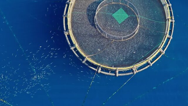 Circular fish cages in calm coastal waters used for raising marine species. Environmentally friendly aquaculture approach