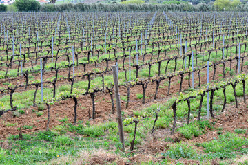 Agricultural field with vineyard for wine grapes