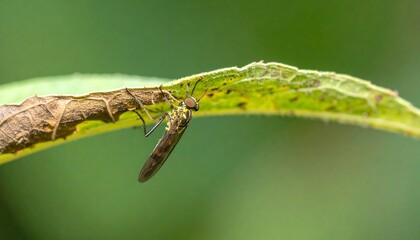 A close-up view of a fly resting on a partially decaying leaf, showcasing intricate details of its delicate body and the textures of the natural world.