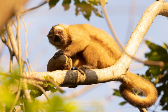 A monkey on a tree eating a coconut in the Pantanal of Brazil