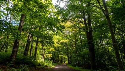 Lush forest path under bright sunlight