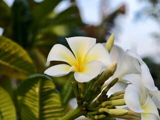 kamboja flower (Plumeria obtusa) in the afternoon