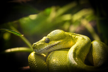 Green python at the zoo