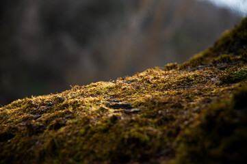 The stump is overgrown with moss