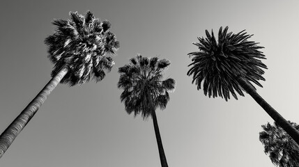 Obraz premium Black and white palm tree silhouette against the sky