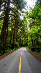 Lush forest road