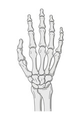 Anatomical Hand Skeleton Illustration with Detailed Bone Structure and Shading.
