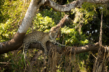 Jaguar resting looking from a branch on a tree