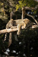 Jaguar sleeping on a tree branch © @LauSpan