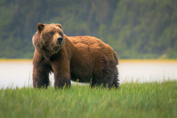 Fototapeta premium Wildlife at Lake Clark